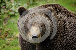 Brown bear, close-up detail portrait. Brown fur coat, danger animal. Fixed look, animal muzzle with eyes. Big mammal from Russia. photo