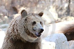 Brown Bear photo