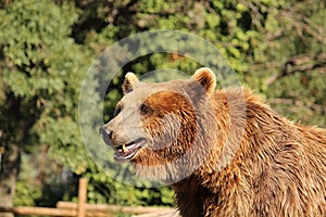 Brown Bear photo