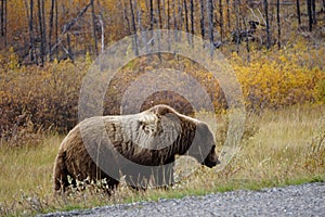 brown bear close up picture