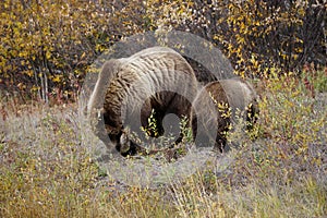 brown bear close up picture