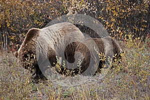 brown bear close up picture