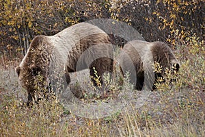 brown bear close up picture