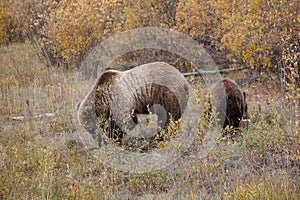 brown bear close up picture