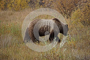 brown bear close up picture