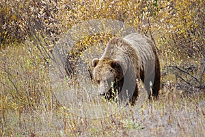 brown bear close up picture