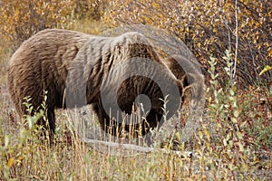 brown bear close up picture