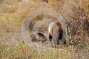 brown bear close up picture