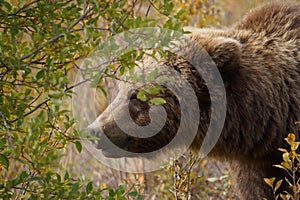 brown bear close up picture