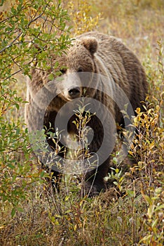 brown bear close up picture