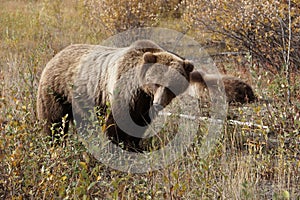 brown bear close up picture