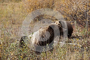 brown bear close up picture