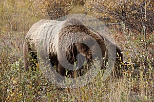 brown bear close up picture