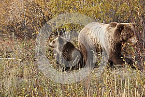 brown bear close up picture