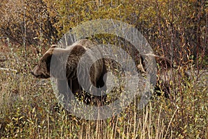 brown bear close up picture