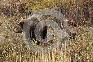 brown bear close up picture