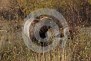 brown bear close up picture