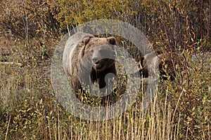 brown bear close up picture