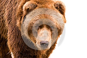 Brown bear close-up portrait photo