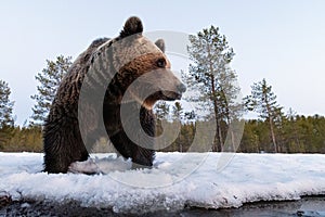 Brown bear on the last crust of snow at spring