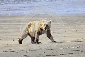 Brown Bear coming off the beach to check on her cubs