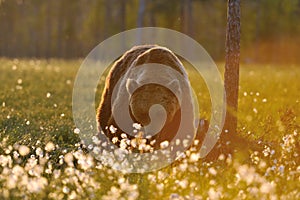 Brown bear in contra light