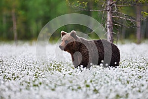 Brown bear between the cotton grass