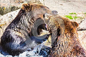 Brown Bear couple fight or play in a river