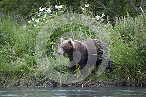 Brown bear on the Creek Bank