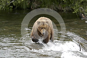 Brown bear crossing Brooks River