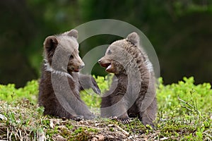 Brown bear cub