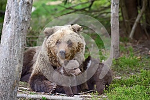 Brown bear and cub