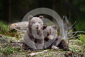 Brown bear cub