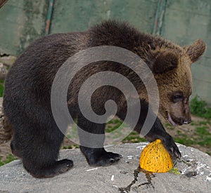 Brown bear cub