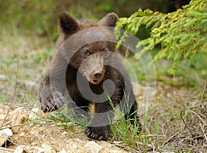 Brown bear cub