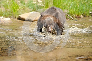Brown bear cub