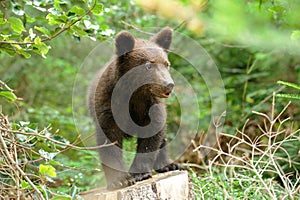 Brown bear cub