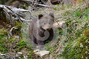 Brown bear cub