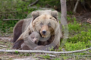 Brown bear and cub