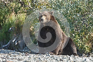 Brown bear cub at Alaska Katmai