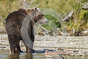 Brown bear cub at Alaska Katmai