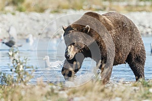 Brown bear cub at Alaska Katmai