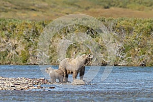 Brown bear cub at Alaska Katmai