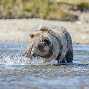 Brown bear cub at Alaska Katmai