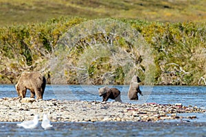 Brown bear cub at Alaska Katmai