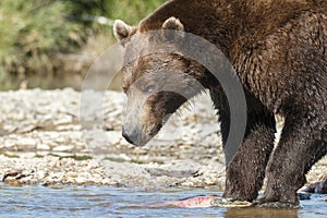 Brown bear cub at Alaska Katmai