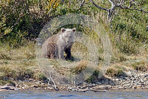 Brown bear cub at Alaska Katmai