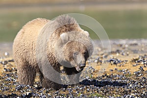 Brown bear cub clamming after tide