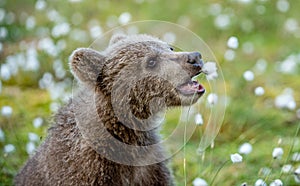 Brown Bear cub. Closeup portrait of Brown bear cub. Playing on the field among white flowers. Scientific name: Ursus arctos