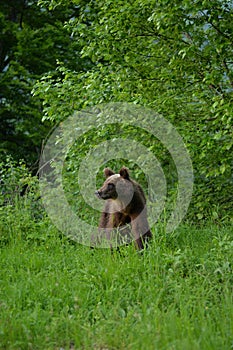 Brown bear cub with a curious look in the green forest photo